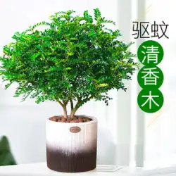 防蚊草植物コショウの香り木鉢植え屋内Jiulixiang花古い山盆栽は空気緑の植物を浄化します