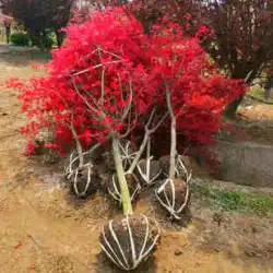 日本の赤いカエデの苗木四季赤いダンスの女の子古い山の中庭の別荘緑化植物の苗木屋外アメリカ中国耐寒性