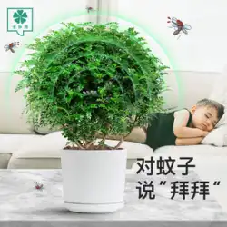古いパイルの香りのよい木鉢植えの屋内デスクトップ防虫蚊忌避草植物の花Jiulixiangはコショウの木の緑の植物を育てるのに適しています