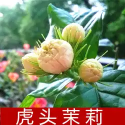リビングルーム緑の植物ジャスミンの苗鉢植えの香りのよい花二重花びらの虎の頭ジャスミンの植物サイズの苗