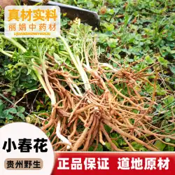 貴州省中国の漢方薬野生の小さな春の花雲のヘビは冬の草を見ていません独立した金キジシダハーブ伝統的な栄養