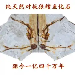 オオカミのヒレの魚の化石の装飾品の古生物学的な植物の昆虫のアンモナイトの殻のポピュラーサイエンスの教育標本9999を離れたブティック