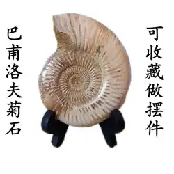 パブロフアンモナイト粗石研磨飾り石動物友達海洋動物化石科学標本9999