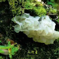 Shanhexing福建Gutian白菌乾物優れたグレードの白菌シロキクラゲ新鮮な白菌グルチナス白菌専門非硫黄の宝物