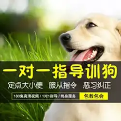 犬のトレーニングチュートリアルビデオ犬のトレーニング犬のアーティファクト犬ゴールデンレトリバートイレトイレトレーニング犬用品