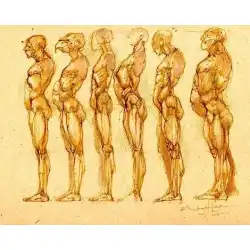D21人体構造分析人間の筋骨格解剖図外国の芸術マスター手描きの基本的な材料