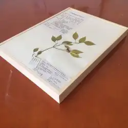 36x27x3植物標本表示ボックス昆虫生活史ボックス透明植物標本種子収集保管箱
