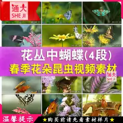蝶を集める蜜のビデオ素材春の花花昆虫生き物自然の花ビデオ風景フィルム