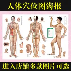 漢方医療男性の体12経絡マップ女性鍼灸カッピングポスター大壁チャート671