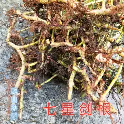 QixingjianWawei小葉ドミノ草の根Qixingque大葉500gドミノQixing草の根生草500g