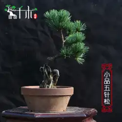 Qianmu五針松盆栽スケッチ木の切り株松の木鉢植えオフィス五針松形の緑の植物を贈り物として