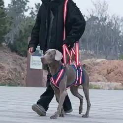 ペット補助ベルト牽引ベルトハーネスは、2階を歩く高齢犬の負傷した術後回復犬の支援を無効にしました