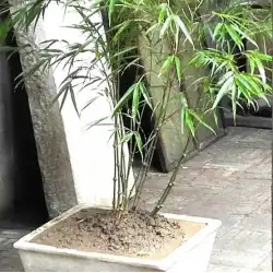 雲南羅漢竹竹そろばん竹ミャオ族籐素材中庭挽いた緑の植物鉢植え盆栽