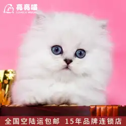 LiangliangMeow深センチェーンキャットハウス純血種長髪ジンジラ子猫ライブ小さなミルク猫カブペット猫ライブ
