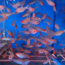 赤い鼻のシザーフィッシュライブグラスタンクスウォームフィッシュアクアリウムワールドスモールフィッシュランタナ科熱帯観賞魚
