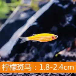 レモンイエローゼブラフィッシュトロピカルオーナメントフィッシュグラスタンク小型淡水魚蛍光ゼブラ水族館ライブペット
