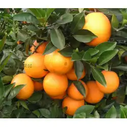 ネーブルオレンジフレッシュガンナン甘酸っぱいネーブルオレンジが選ばれましたガンナンネーブルオレンジ妊婦トレジャージュースグリーンオレンジオレンジ5匹の猫送料無料