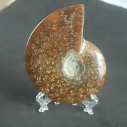 水翡翠氷魂天然菊カタツムリ翡翠と遊ぶ良いアンモナイト化石飾り模様美しい巻き貝の柄現物