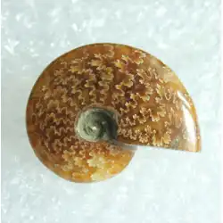 千本のおしべ菊カタツムリは菊カタツムリの手持ちアンモナイト化石パターン良い翡翠と良い実物で遊ぶ