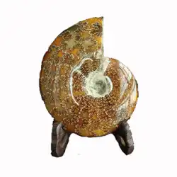 千の雄しべ菊カタツムリ飾り菊カタツムリ化石大アンモナイト化石翡翠良い本物
