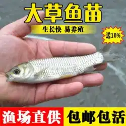 ソウギョ稚魚淡水ライブスモールフライは、食用ライブ冷水観賞魚特別大型ソウギョライブフライの繁殖に適しています