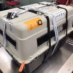 ペット エアボックス 猫 犬 大型犬 中型犬 飛行機 委託 中国国際航空 標準航空輸送 車 犬 ケージ お出かけに