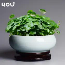 中国の風水水仙植木鉢セラミッククリエイティブ銅コイン草水耕家庭用人格大スイレンラウンドフラワープレート