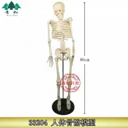 人体骨格模型 85cm（全身・ブラケット付） J33204 教育用生体実験器具