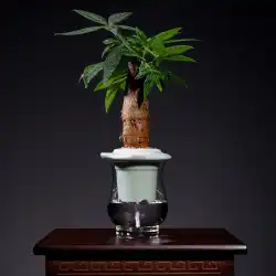 クリエイティブ緑大根水耕栽培器具豊富な竹の花瓶ガラス透明植木鉢水の花植物のデスクトップの装飾
