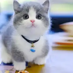 青と白のマンチカン 短足の猫 子猫 純血種 愛猫 生きている動物 ナポレオンの短足の猫 子猫 ハイランド