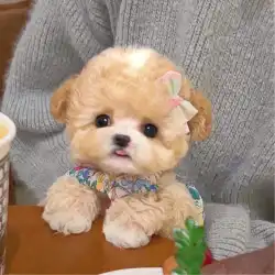 純血種のテディの子犬 生きている小型犬 ティーカップ犬 シャンパン グレー プードル テディ犬 ペットの犬