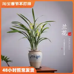 Jianlan Suxin 鉢植え Tianxiangsu Luzhou-香りの蘭 植物 屋内 四季 貴重な花をつぼみで育てるのに適しています