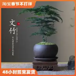 アスパラガス竹鉢植え屋内リビングルーム中国禅盆栽良い緑の植物オフィス装飾クリエイティブ花