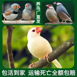 Hengzi 真珠の鳥 生きている観賞用の鳥 グレー ホワイト ウェンバード 生きている鳥 ペア 繁殖 学習 話す 小さなペット 手を上げる鳥