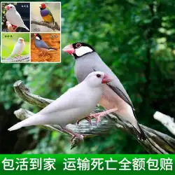 真珠の鳥 生きている動物 グレーと白の鳥 カラフルな鳥 グレーと白の真珠の生きている鳥 かわいいペットの鳥 ペアの最も小さい手で育てられた鳥