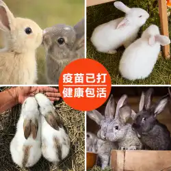 小型白ウサギ 生きた動物 ワクチン接種済 ペット用小型ウサギ オスとメス以外のペア ベルギーウサギ 家兎 苗 生体