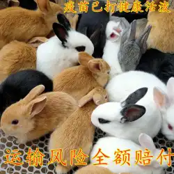 ウサギ 生きた動物 小ウサギ 生きた小さな 白ウサギ 生きた動物 ペット うさぎ 大型 肉うさぎ 普通 家庭用 寮 飼育しやすい