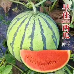 Zaojia 8424 キリンプリンス 種なしスイカの種 特大高収量 南方四季の野菜と果物の種