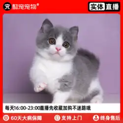 Yi Chong Manjikang 短足猫 純血種の子猫 ナポレオン 短足猫 ライブペット 猫ライブ動物店