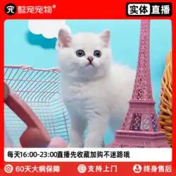 Yi・Chongying ショート シルバー グラデーション 子猫 純血種 シルバー ポイント ペット 猫 ゴールド グラデーション ライブ カブ 実店舗