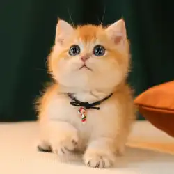 広州キャッテリーは純血種のブリティッシュショートゴールドグラデーション子猫yn11カラーゴールドグラデーション猫ブルーゴールドグラデーション猫生体を販売しています