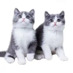 世界を甘やかす 英国の短い青と白の猫の子猫 純血種のペットの猫の子猫 英国の短い猫の子猫 子猫 生きている動物の子猫