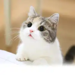 世界を甘やかしてください 純血種マンキカン短足猫ナポレオン短足ペットの子猫生きた猫の血統の猫小屋