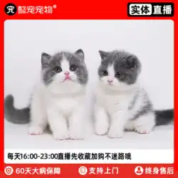 Yi・Chongying 短い青と白の猫 純血種の青い猫 子猫 生きている動物 青い脂肪 ペット猫 生きている実店舗