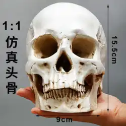 樹脂シミュレーション石膏頭蓋骨のようなアートスケッチ頭蓋骨モデル 1 対 1 教材キャラクタースケッチ静物画